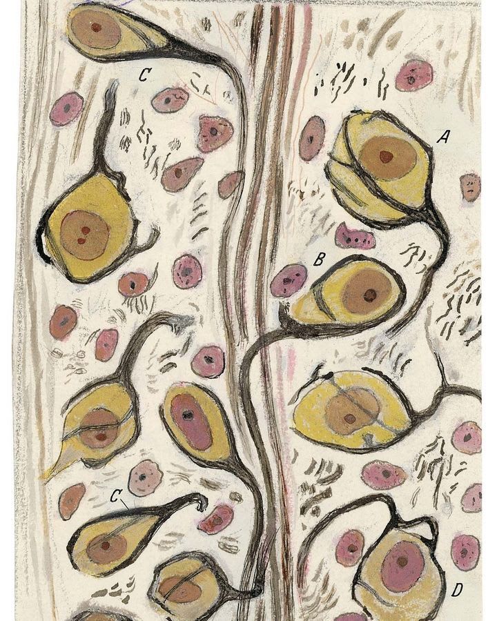 Ilustración de Santiago Ramón y Cajal, cortesía del Instituto Cajal CSIS vía Museo del Premio Nobel