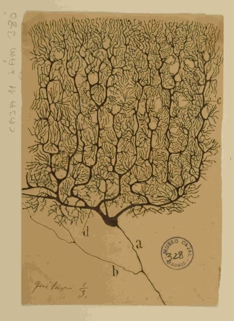 Santiago Ramón y Cajal