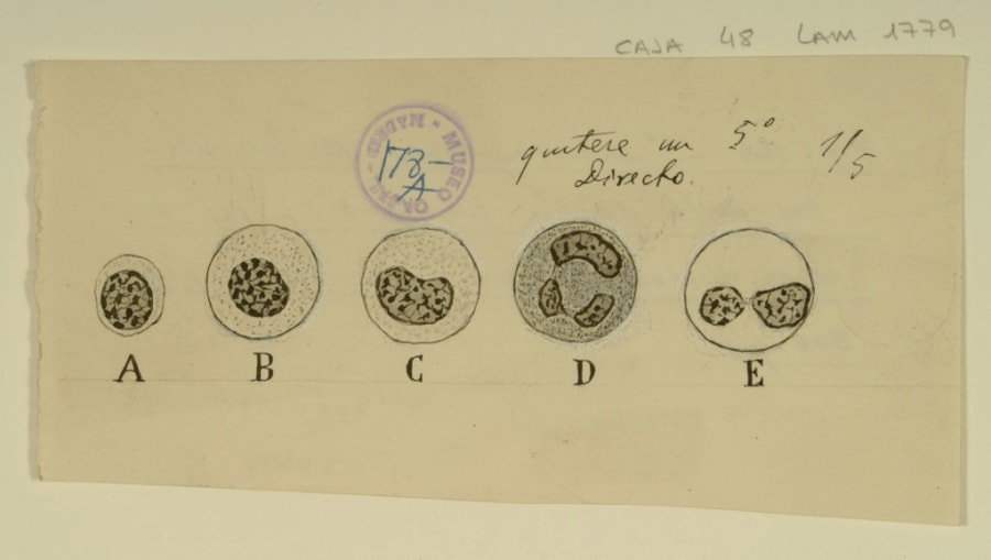 Dibujo científico de Santiago Ramón y Cajal, diversos tipos de leucocitos de la sangre humana.