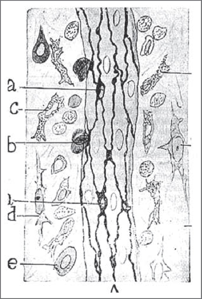 Venilla del mesenterio de la rana impregnada por nitrato de plata. A: Células endoteliales. B: Hematíes perforando la pared. C: Corpúsculos transmigrados. D: Leucocitos en posición intersticial y extremadamente pálidos. © Herederos de D. Santiago Ramón y Cajal.