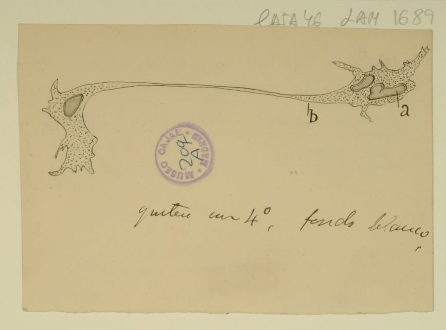 Dibujo científico de Santiago Ramón y Cajal, leucocito en vías de escisión de sangre viva de pleurodelo waltii.