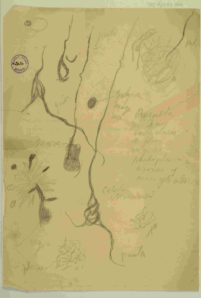 Dibujo científico de Santiago Ramón y Cajal, esquema de placas degenerativas y material con enfermedad de Alzheimer. / Santiago Ramón y Cajal.