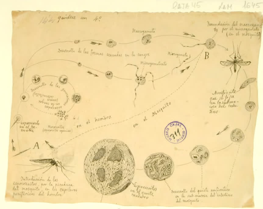 Figura 1. Ciclo completo de Plasmodium vivax por Santiago Ramón y Cajal.