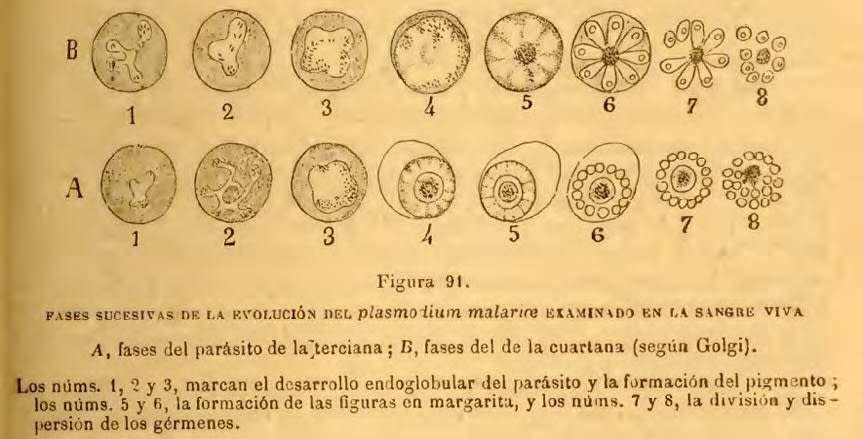 Figura 2. Grabado en blanco y negro de Cajal sobre las fases de Plasmodium (Ramón y Cajal, 1896).