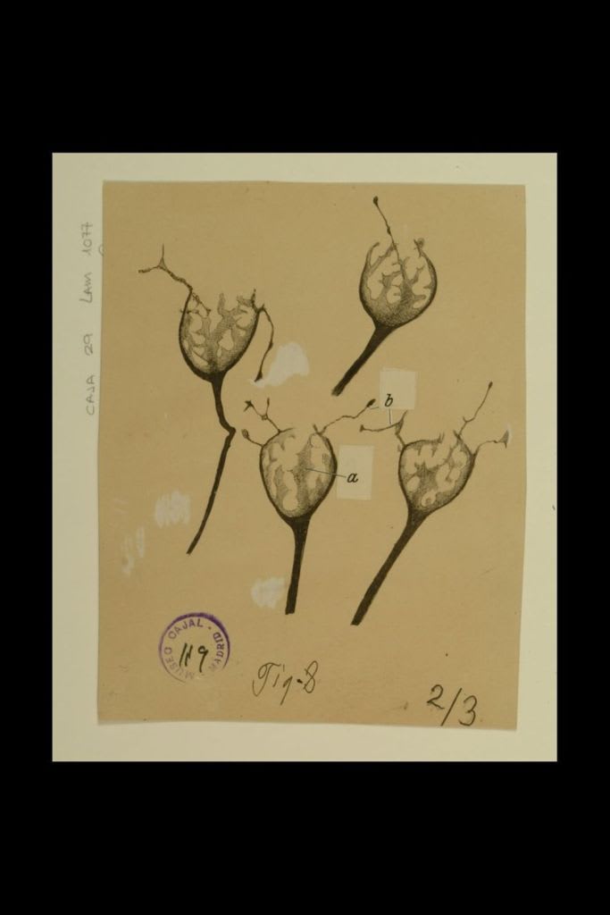 Dibujo científico de Santiago Ramón y Cajal, cálices de Held