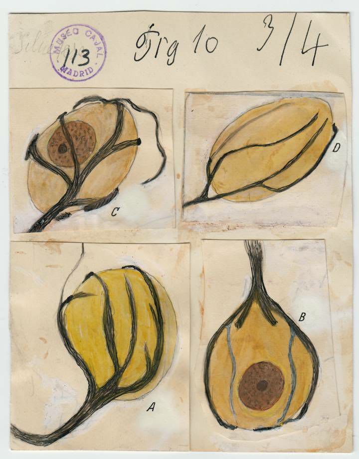 Dibujo científico de Santiago Ramón y Cajal, cálices de Held en el núcleo del cuerpo trapezoide.