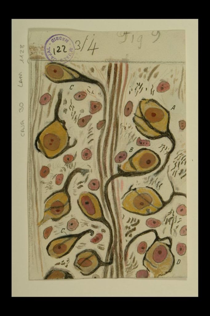 Dibujo científico de Santiago Ramón y Cajal, cálices de Held en el núcleo del cuerpo trapezoide.