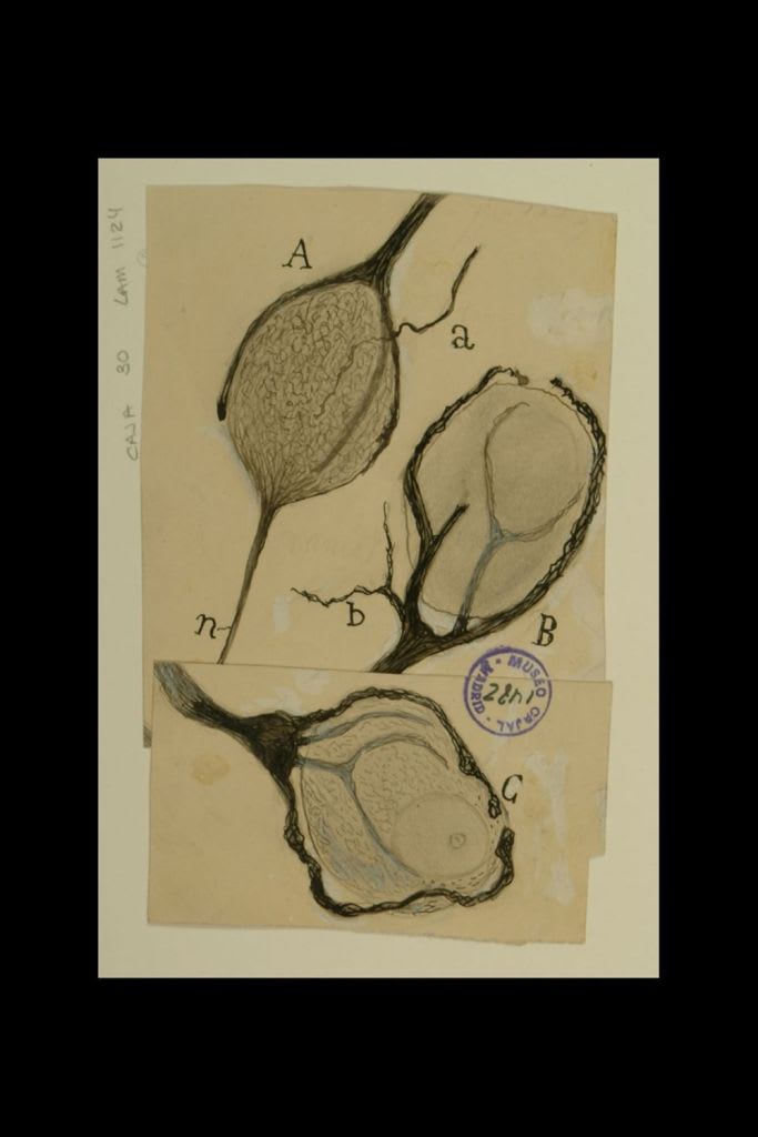 Dibujo científico de Santiago Ramón y Cajal, cálices de Held del núcleo del cuerpo trapezoide.