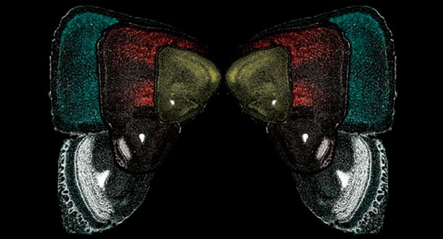 "El vuelo de la mente" de Natalia Varela Andrés.