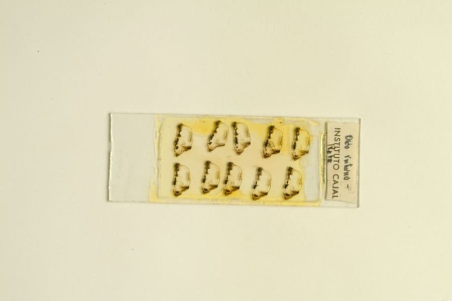 Jorge Francisco Tello - oído de hombre adulto