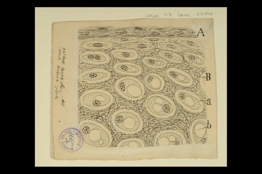 Jorge Francisco Tello - oido de hombre adulto