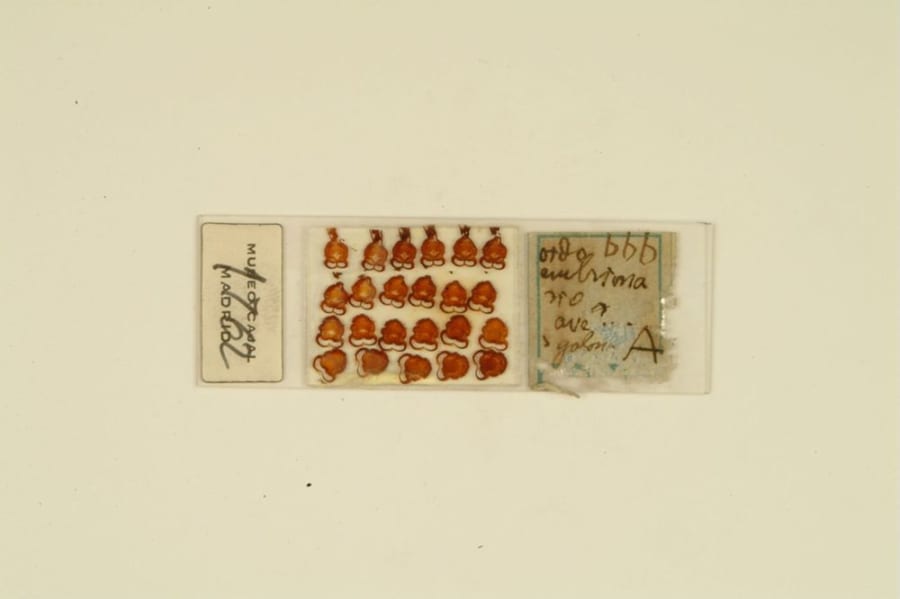 Santiago Ramón y Cajal. Embrión de golondrina, oído