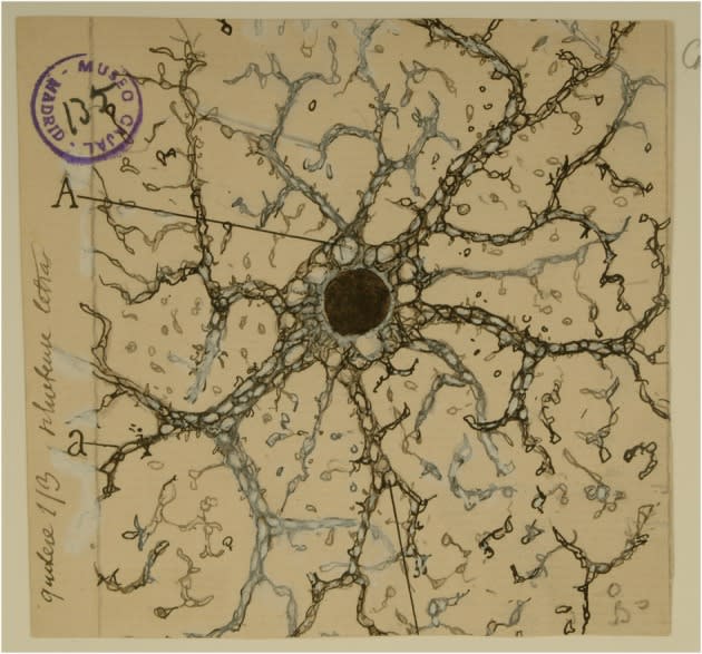 Ilustración de un astrocito, tipo de célula glial del sistema nervioso central, mostrando ramas y estructura en un fondo claro.