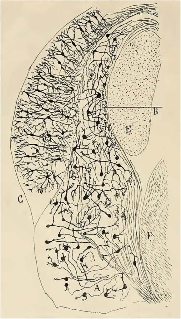 Fig. 1. One of Cajal’s earliest illustrations of auditory structures. This drawing of a transverse section of the cochlear nuclei of a four-day-old rabbit faithfully depicts the principal neuron types, including globular bushy, planar multipolar, and octopus neurons of the posteroventral cochlear nucleus, and fusiform, cartwheel, and giant neurons of the dorsal cochlear nucleus. The drawing also illustrates the path followed by the axon of the main projection neurons of the cochlear nuclei: the axons of globular bushy and multipolar neurons are shown entering the trapezoid body, those of octopus neurons entering the intermediate acoustic stria, and those of fusiform neurons entering the dorsal acoustic stria. (Reproduced from Cajal, 1896, Figure 22. This drawing first appeared as Figure 22 in Cajal, 1895. It also appeared as Figure 265 in Cajal, 1904).