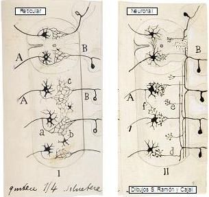 Reticularistas vs Neuronistas