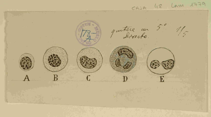 "Diversos tipos de leucocitos de la sangre humana". Este dibujo demuestra el profundo interés de Cajal por la citología sanguínea. Su meticulosa diferenciación morfológica de los distintos tipos de glóbulos blancos —los "protagonistas del dolor"— subraya su enfoque en los actores celulares individuales de la respuesta inmune. URL: http://simurg.csic.es/view/9918477554304201
