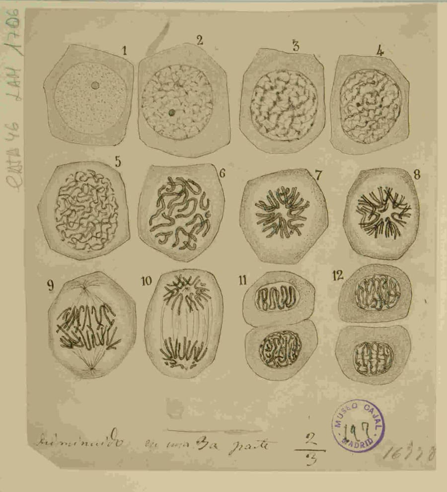 Células epiteliales en vías de división cariocinética de la piel. Muestra el proceso de mitosis (división celular), que es el motor tanto de la regeneración de tejidos (ligado a sus "corpúsculos germinales") como de la proliferación descontrolada del cáncer. URL: http://simurg.csic.es/view/9918477553904201/