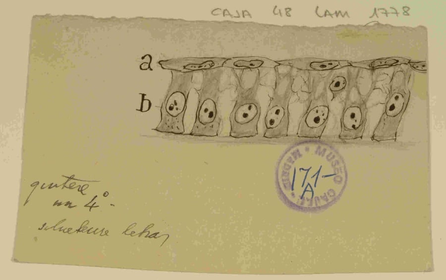 "Dibujo científico de Santiago Ramón y Cajal, corte de piel de embrión de pollo". URL: http://simurg.csic.es/view/9918477554304201