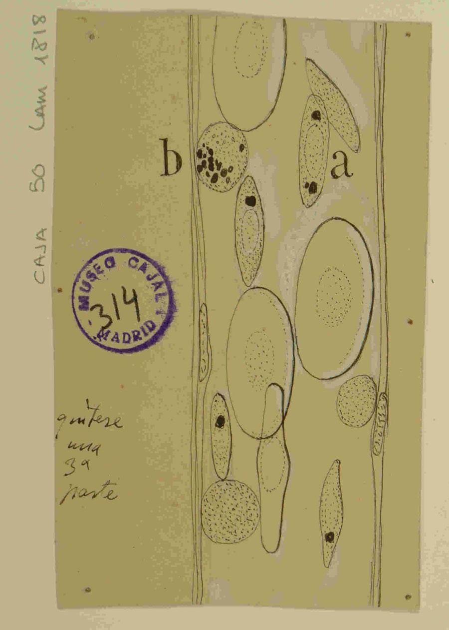 Dibujo científico de células en un contexto histológico, con etiquetas y un sello del Museo Cajal de Madrid, que muestra la observación morfológica de diferentes tipos celulares con detalles en su estructura.