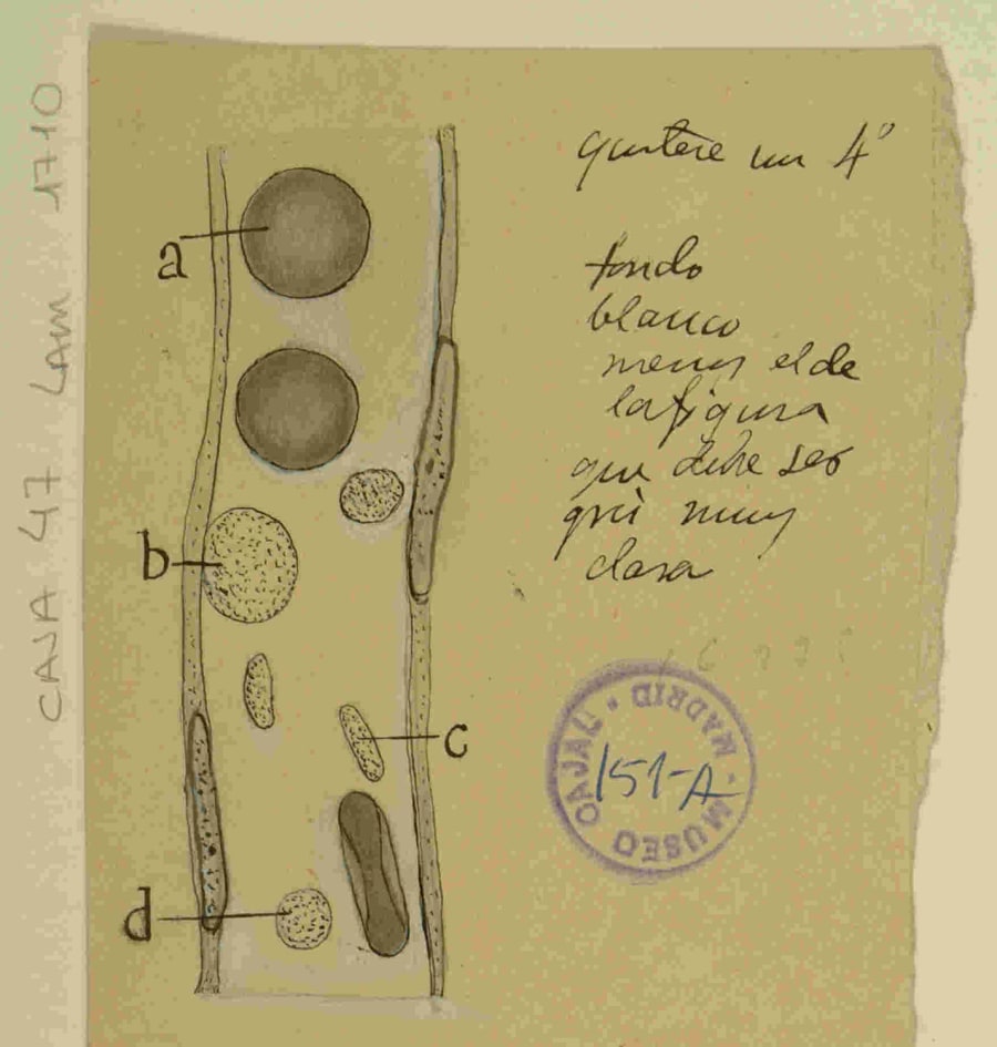 Dibujo científico de células, incluyendo copos de leucocitos y otros componentes sanguíneos, con anotaciones que describen sus características morfológicas, realizado por Santiago Ramón y Cajal.