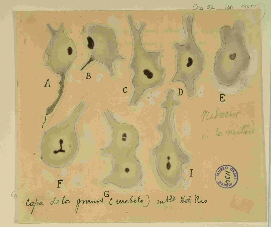 "Células neuróglicas amiboides. Método de Río Hortega". Dibujo de Jorge Ramón y Fañanás, discípulo de la Escuela de Cajal. Ilustra la microglía en estado activado (fagocítico), descubierta por Pío del Río Hortega. Esta imagen simboliza la transferencia del paradigma de la defensa celular, que Cajal estudió en la sangre, al sistema nervioso central, fundando la neuroinmunología. URL: http://simurg.csic.es/view/9918477842704201