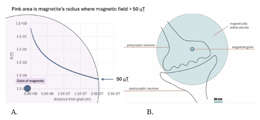 Gráfica que muestra el radio de un grano de magnetita donde el campo magnético es superior a 50 microteslas, junto a una ilustración que representa el volumen magnéticamente activo entre neuronas presináptica y postsináptica.