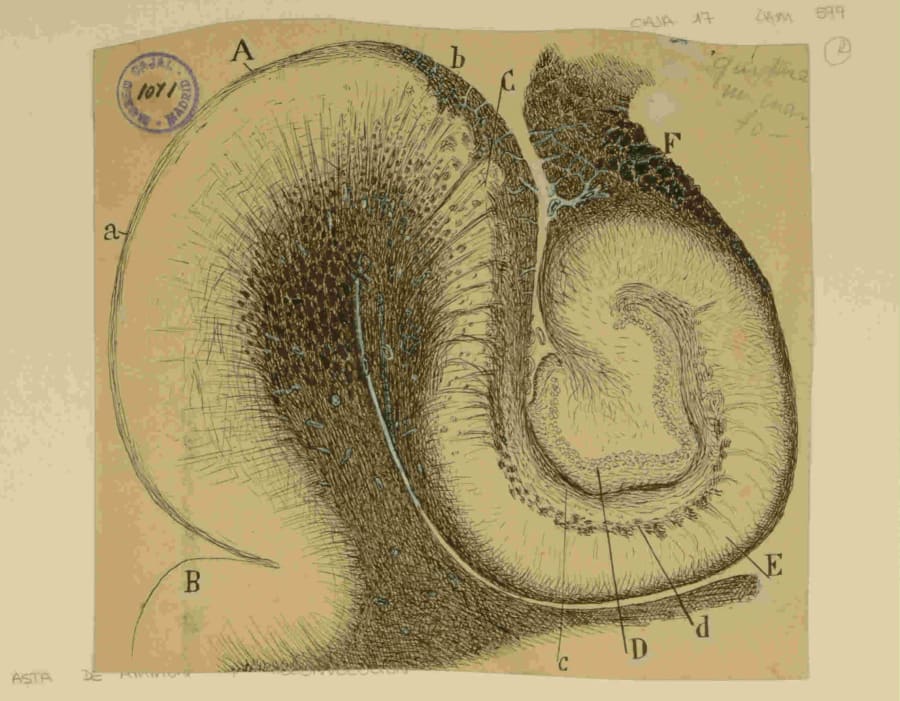 Esta magistral ilustración de Santiago Ramón y Cajal representa el circuito trisináptico completo del hipocampo. Con una precisión anatómica que sigue asombrando, detalla el flujo de información desde la corteza entorrinal (H) a través del giro dentado (A, B, C), la región CA3 o asta de Ammon (D, E), y la región CA1 (F, G), antes de retornar a la corteza. Este mapa fundacional de la arquitectura hipocampal, detallado minuciosamente por Cajal, sigue siendo la piedra angular sobre la que neurocientíficos modernos, como la Dra. Menéndez de la Prida, construyen su comprensión de la dinámica eléctrica —los ritmos y oscilaciones— que subyace a la memoria. Dibujo de Santiago Ramón y Cajal. Legado Cajal, Instituto Cajal (CSIC). 9918477354204201.