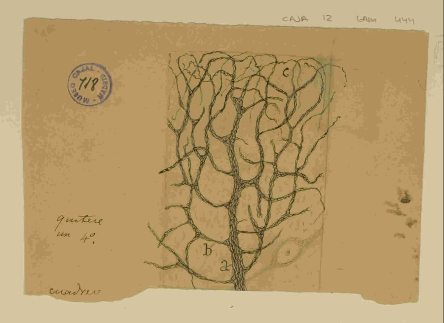 Figura 2. La sinfonía de un circuito neuronal. Este extraordinario dibujo de Cajal se centra en las ramas terminales de la arborización dendrítica de una célula de Purkinje, mostrando con un detalle sin precedentes las 
