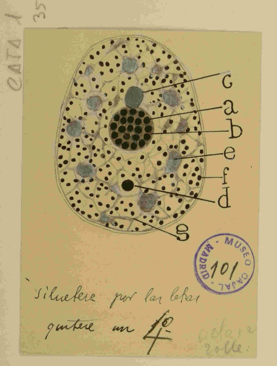 Figura de la portada: Esquema del núcleo de una célula piramidal cerebral, dibujado por Santiago Ramón y Cajal. Esta ilustración es una obra maestra de la observación científica. Con una precisión asombrosa, Cajal no solo representa las estructuras nucleares conocidas en su época, sino que identifica con la letra 