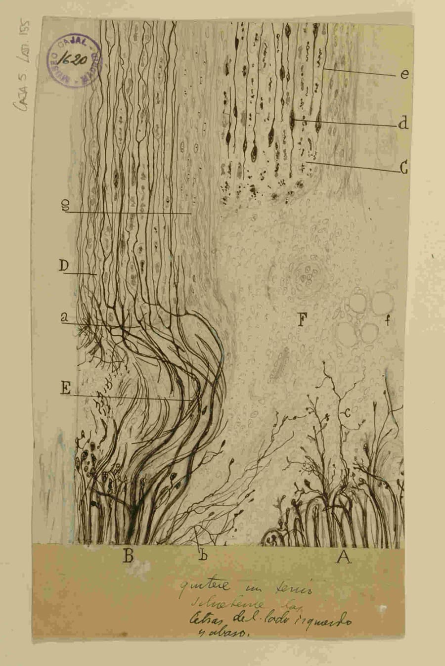 Dibujo anatómico del sistema nervioso, realizado por Santiago Ramón y Cajal, que muestra neuronas y sus conexiones.