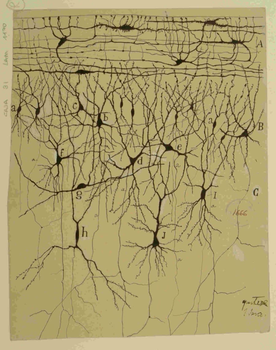 Figura 4: Capas primera y segunda de la corteza olfativa de la circunvolución de hipocampo de niño. Ilustración de las capas superficiales de la corteza asociada al hipocampo en el cerebro de un niño, mostrando la exquisita complejidad de las conexiones dendríticas y axonales en un cerebro en desarrollo. El trabajo de Cajal no solo se centró en el cerebro adulto, sino también en su ontogenia, proporcionando pistas tempranas sobre la plasticidad de los circuitos neuronales, un concepto central en la investigación actual sobre el aprendizaje, la memoria y la vulnerabilidad del cerebro a la enfermedad. Dibujo de Santiago Ramón y Cajal. Legado Cajal, Instituto Cajal (CSIC). 9918477574704201.