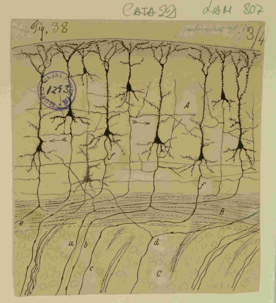 Figura 1. La individualidad de la neurona. Este célebre dibujo de Santiago Ramón y Cajal muestra las células piramidales de la corteza cerebral. Con una precisión asombrosa, Cajal ilustró cada neurona como una entidad discreta, con su cuerpo celular, dendritas y axón, refutando la teoría reticular que postulaba una red continua. Esta obra no es solo una representación anatómica, sino el manifiesto visual de la Doctrina de la Neurona, el pilar sobre el que se construye toda la neurociencia moderna. Fuente: Legado Cajal (CSIC).
9918477626604201