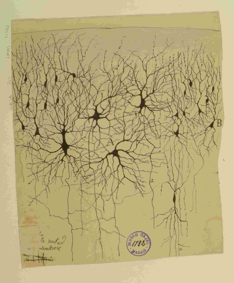 Ilustración que muestra neuronas con extensas dendritas y axones, dibujadas en tinta negra sobre un fondo claro, representando la conectividad neuronal en el cerebro.