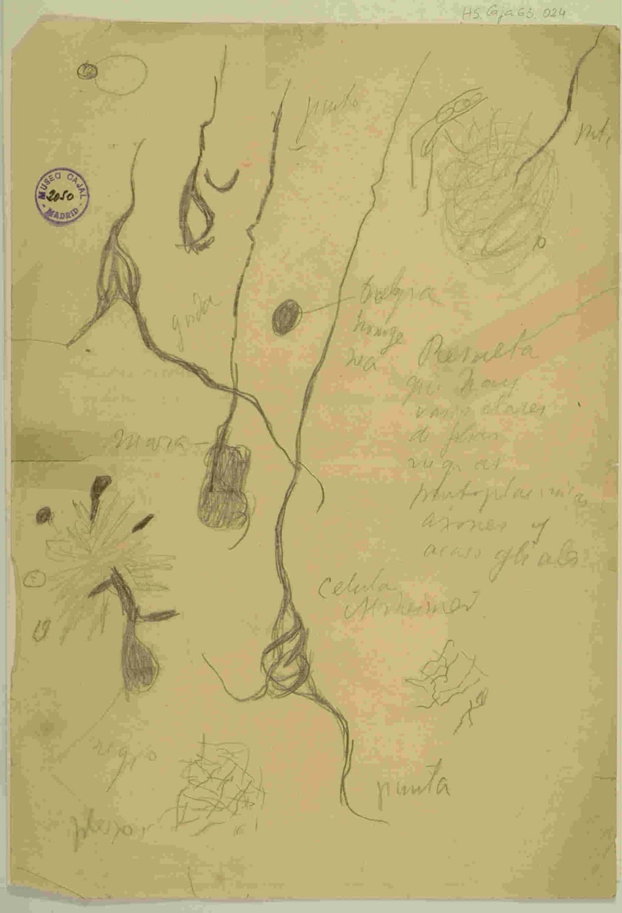 La Escuela de Cajal y el papel de Achúcarro y Río-Hortega, quienes precisamente se especializaron en el estudio de estas células que Cajal denominó el "tercer elemento". Legado Cajal. 9918477894104201. http://simurg.csic.es/view/9918477894104201/