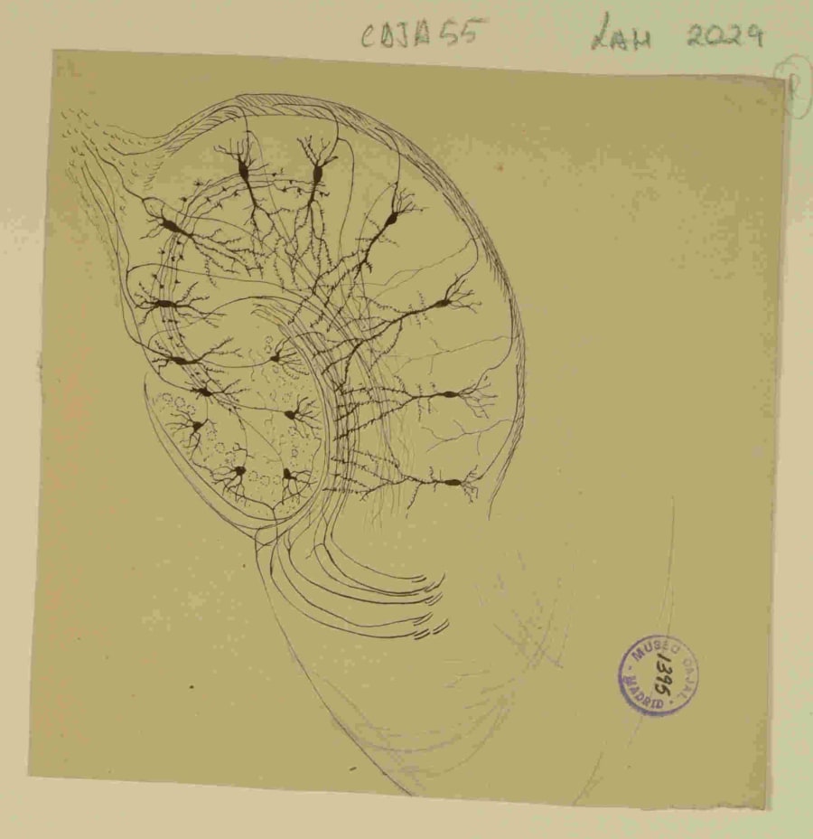 Un esquema de Cajal que resume las principales vías de conexión dentro del hipocampo. Este tipo de diagrama funcional demuestra la transición del pensamiento de Cajal desde la mera descripción anatómica hacia la conceptualización del cerebro como un conjunto de circuitos con un flujo de información direccional. Este principio de polarización dinámica es la base de la Doctrina de la Neurona y un pilar fundamental de la neurociencia de sistemas actual, que busca entender cómo la estructura dicta la función. Dibujo de Santiago Ramón y Cajal. Legado Cajal, Instituto Cajal (CSIC). 9918477902404201.