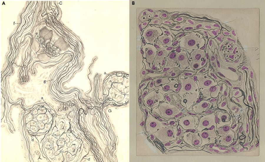 Figura 4. El sensor de la sangre: el cuerpo carotídeo según Fernando de Castro. Este dibujo, extraído de la publicación original de De Castro de 1926, muestra la llegada del nervio intercarotídeo (c) al cuerpo carotídeo (d) en un humano joven. Con la precisión de la Escuela de Cajal, De Castro desveló la compleja red de glomérulos y la rica inervación sensorial, proponiendo que su función era la de un quimiorreceptor, un 