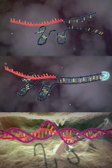 Arriba: La enzima Cas9 necesita dos moléculas de ARN para encontrar su diana: el llamado ARN-CRISPR, con una secuencia de reconocimiento para una secuencia de ADN específica (en rojo), y el ARN-tracr.
Centro: Las dos moléculas de ARN pueden fusionarse, lo que facilita el uso de CRISPR-Cas9 con fines de investigación.
Abajo: El ARN-CRISPR, junto con su secuencia de reconocimiento, se une a una secuencia de ADN adecuada, identificando la interfaz para Cas9. Así es como se pueden extraer genes o insertar nuevos.