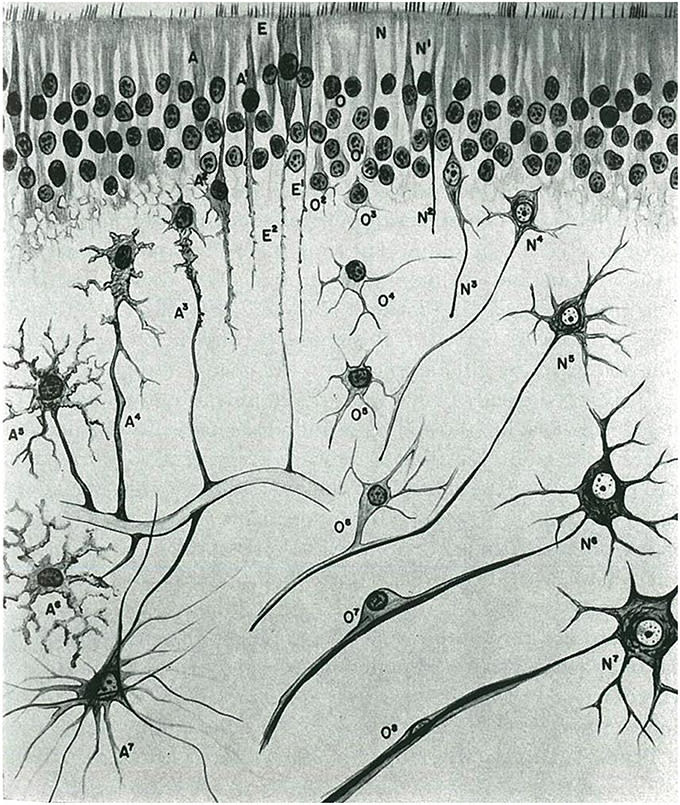 Figura 1. Evolución morfológica de las células que derivan del epitelio neural en el sistema nervioso central.