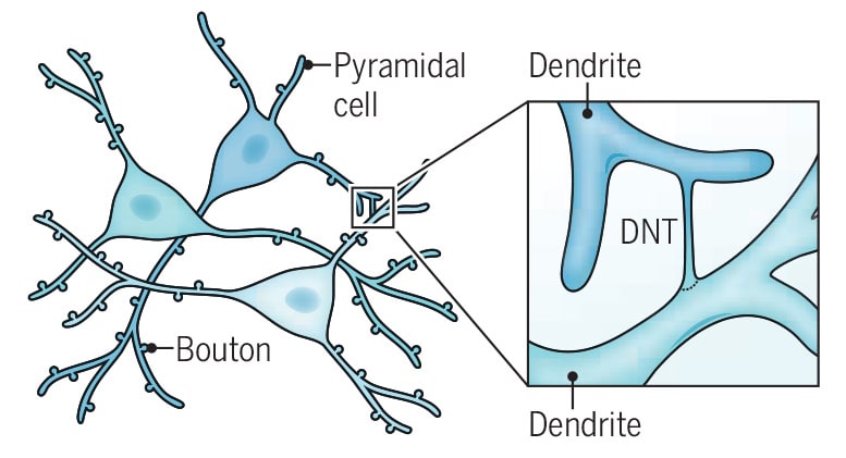 Ilustración de neuronas piramidales y sus dendritas, destacando un nanotubo dendrítico (DNT) en un recuadro. Se indican las partes clave de la estructura neuronal, como el bouton y la dendrita.