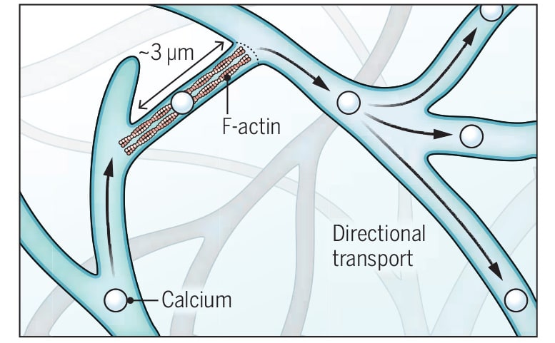 Diagrama de nanotubos dendríticos que muestran el transporte direccional de calcio y la presencia de F-actina en el cerebro, ilustrando la conectividad entre neuronas.