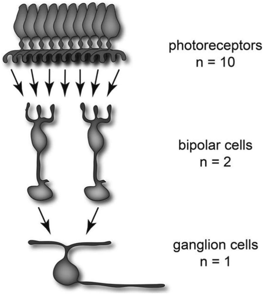 Ilustración de la estructura del sistema visual, mostrando la conexión entre los fotorreceptores, las células bipolares y las células ganglionares en la retina.