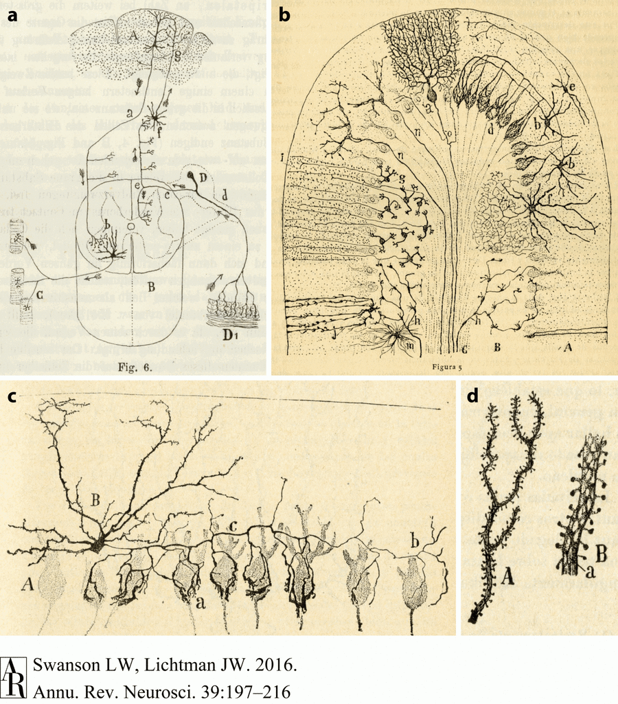 Diagrama de la neuroanatomía, que muestra conexiones neuronales y la estructura de las neuronas en varios conjuntos de datos.