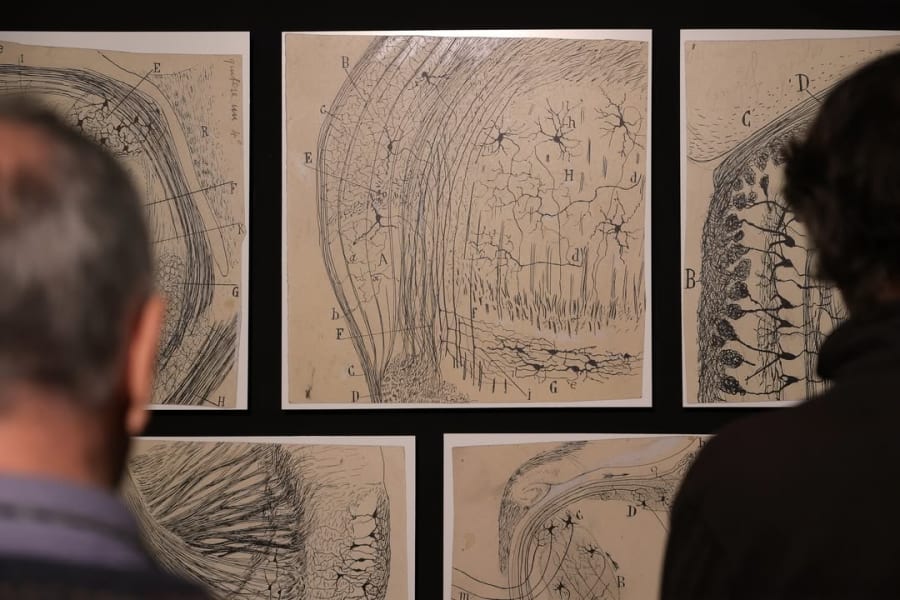 Vista de un par de personas observando una serie de ilustraciones científicas vintage que representan la estructura neuronal, expuestas en una galería.