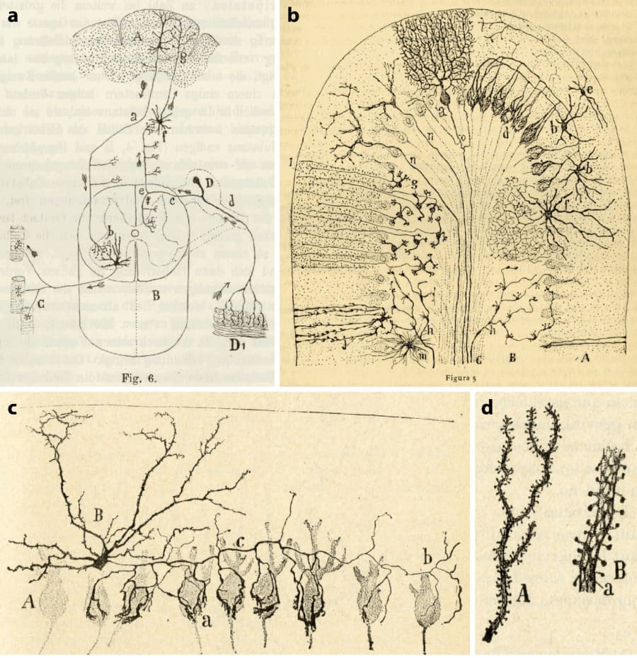 Niveles de análisis de circuitos neuronales en la obra de Cajal.