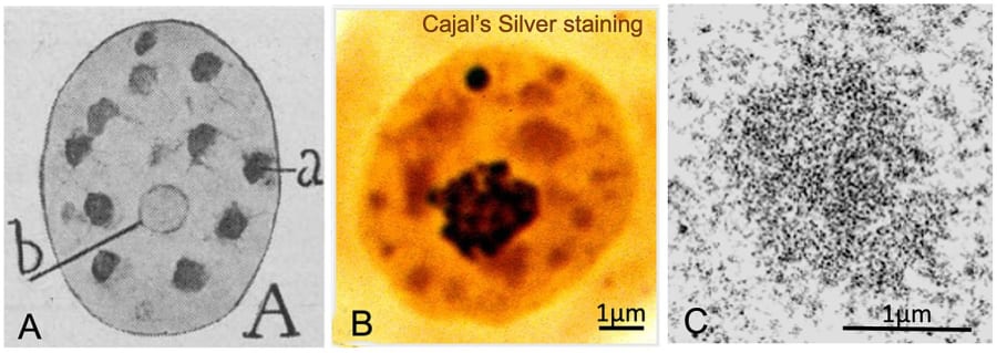 Dibujo de una neurona con su núcleo, destacando estructuras internas clave.