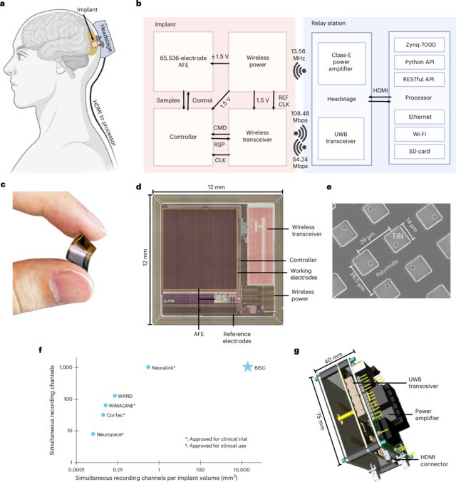 Diagrama conceptual del sistema BISC implantado en el cerebro, mostrando la conexión entre el chip, la estación de relevo y los componentes del procesador.