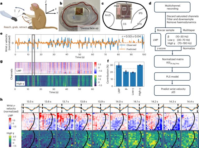Diagrama mostrando la interfaz cerebral BISC sobre la corteza de un primate, con gráficos de actividad cerebral y análisis de datos en tiempo real.