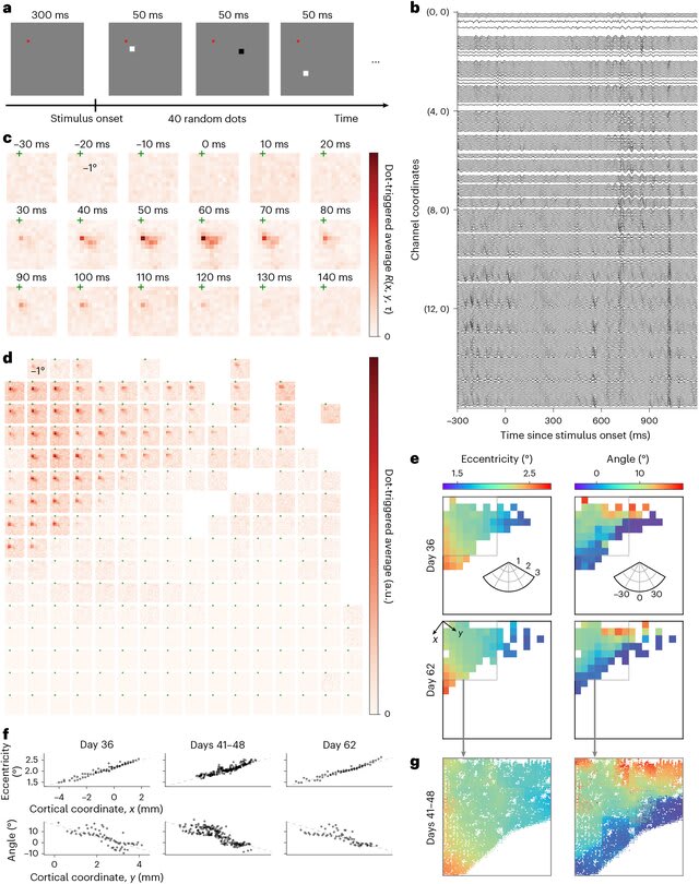 Gráficos que muestran datos de actividad cerebral en respuesta a estímulos visuales, incluyendo trazas de ondas cerebrales y mapas de respuesta en diferentes tiempos.