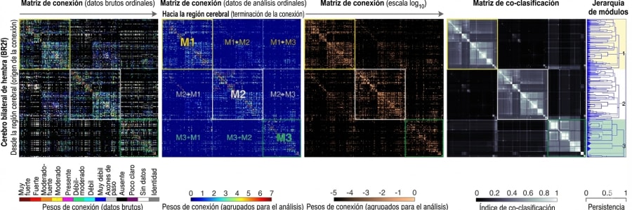 Gráfico que muestra varias matrices de conexión del cerebro bilateral de una hembra, detallando datos de análisis ordinales y co-clasificación. Incluye leyenda de pesos de conexión y jerarquía de módulos.