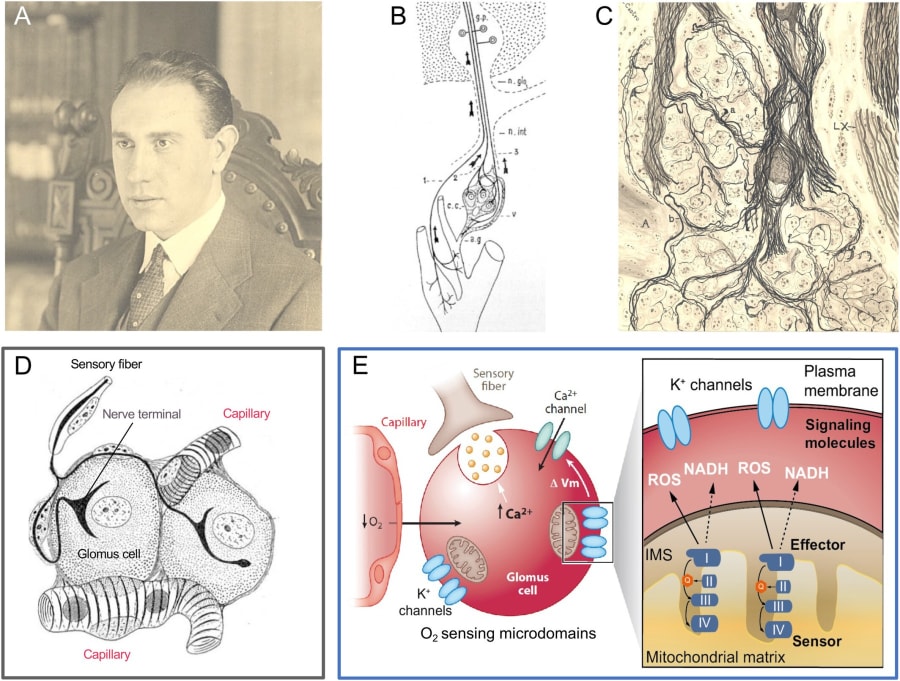 Retrato en sepia de un hombre con cabello oscuro, sentado en una silla, con fondo de biblioteca.